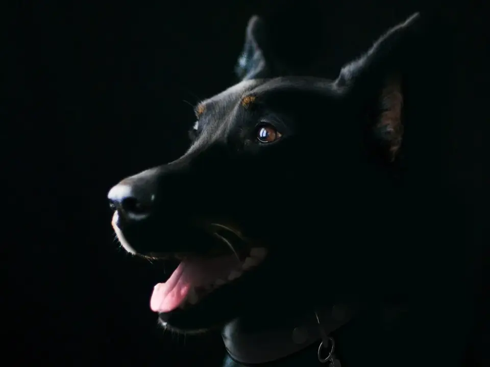 Dog Cough