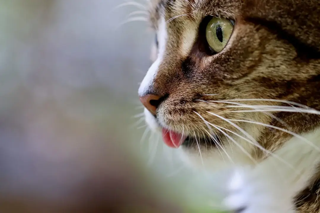 cat cough