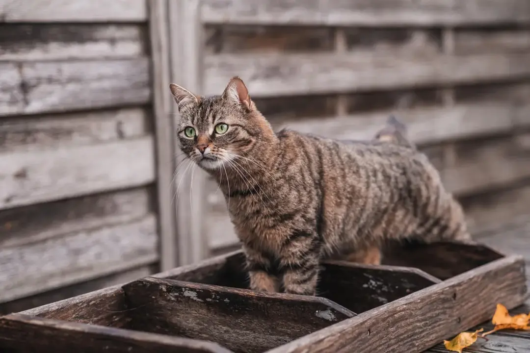 cat loves small spaces