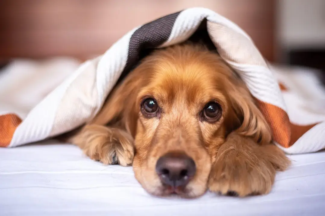 unique pet nose